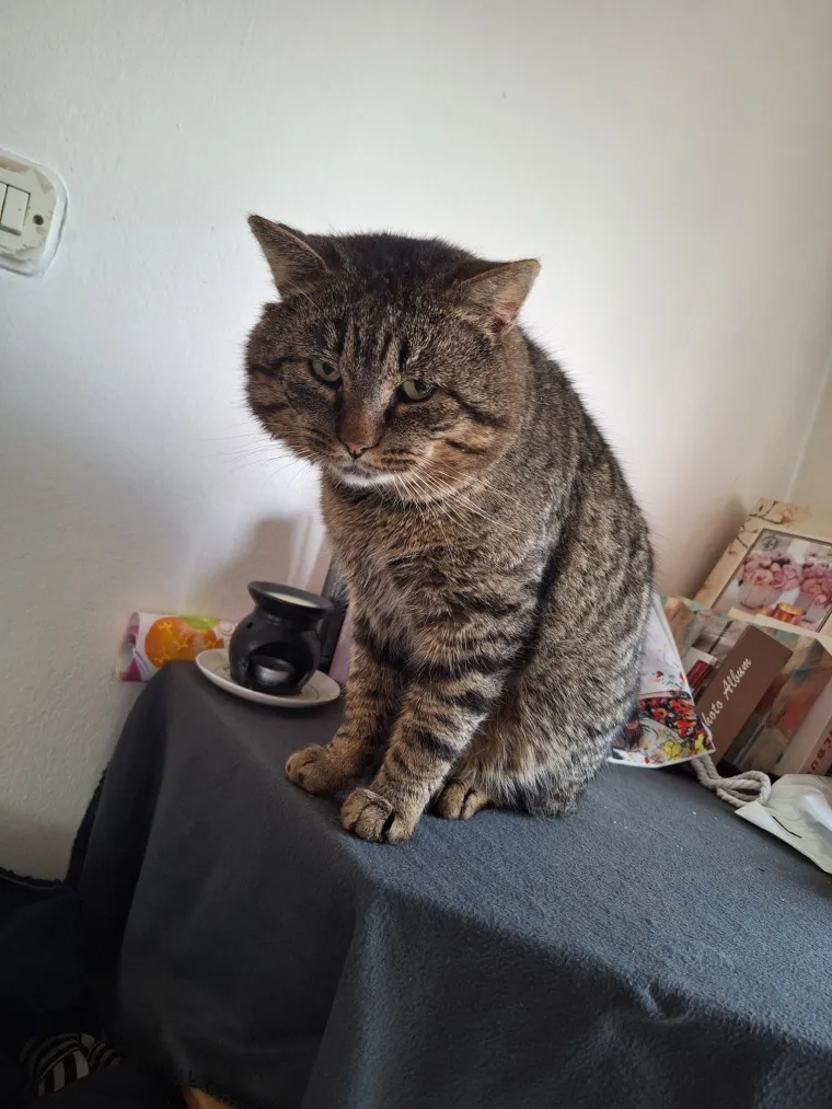 Poslali ste nam fotografije va&scaron;ih mačaka i opisali po čemu su posebne. Donosimo 30 slatkih vragolana