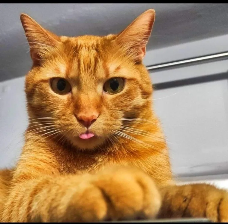 Poslali ste nam fotografije va&scaron;ih mačaka i opisali po čemu su posebne. Donosimo 30 slatkih vragolana