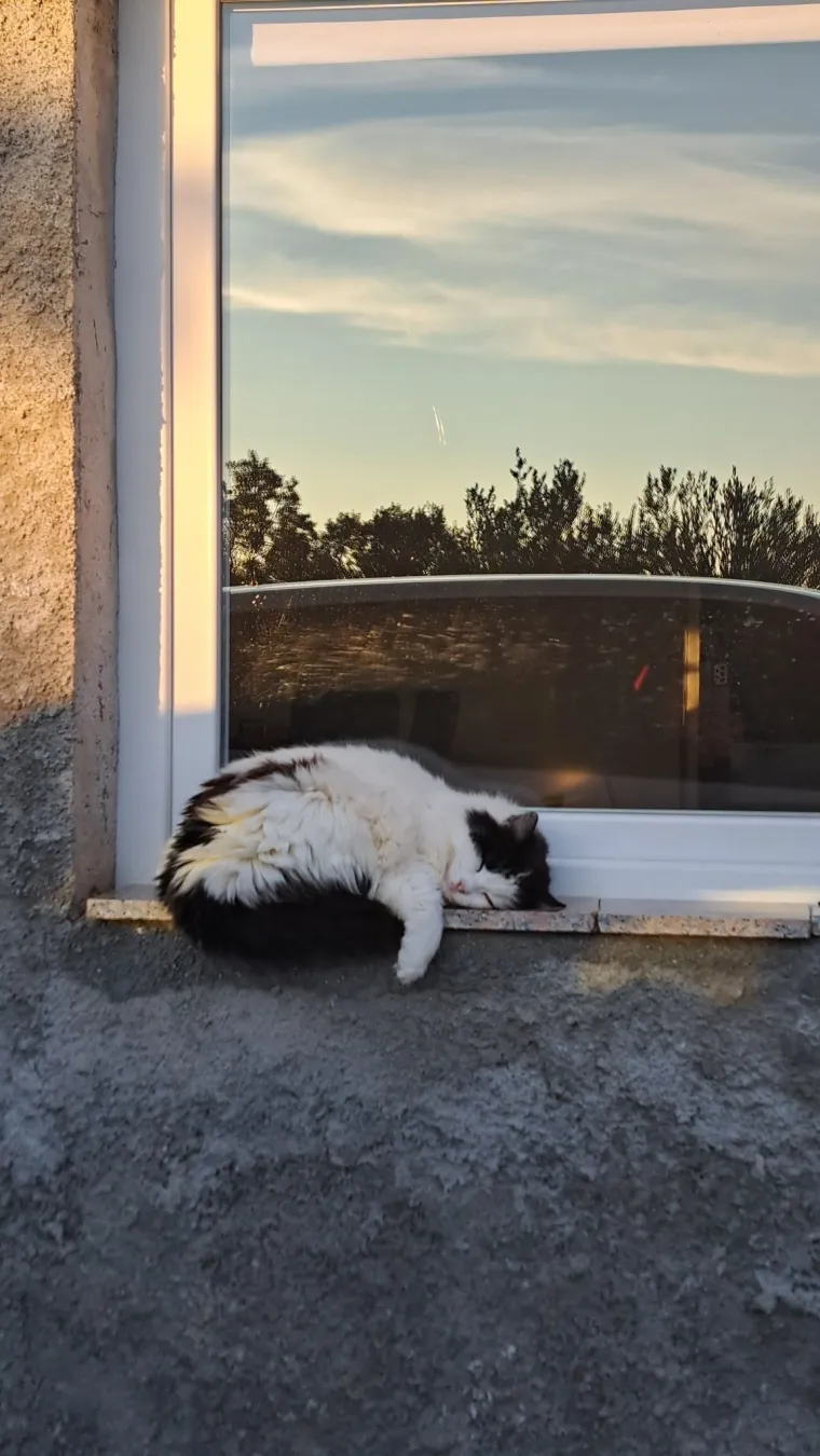 Poslali ste nam fotografije va&scaron;ih mačaka i opisali po čemu su posebne. Donosimo 30 slatkih vragolana