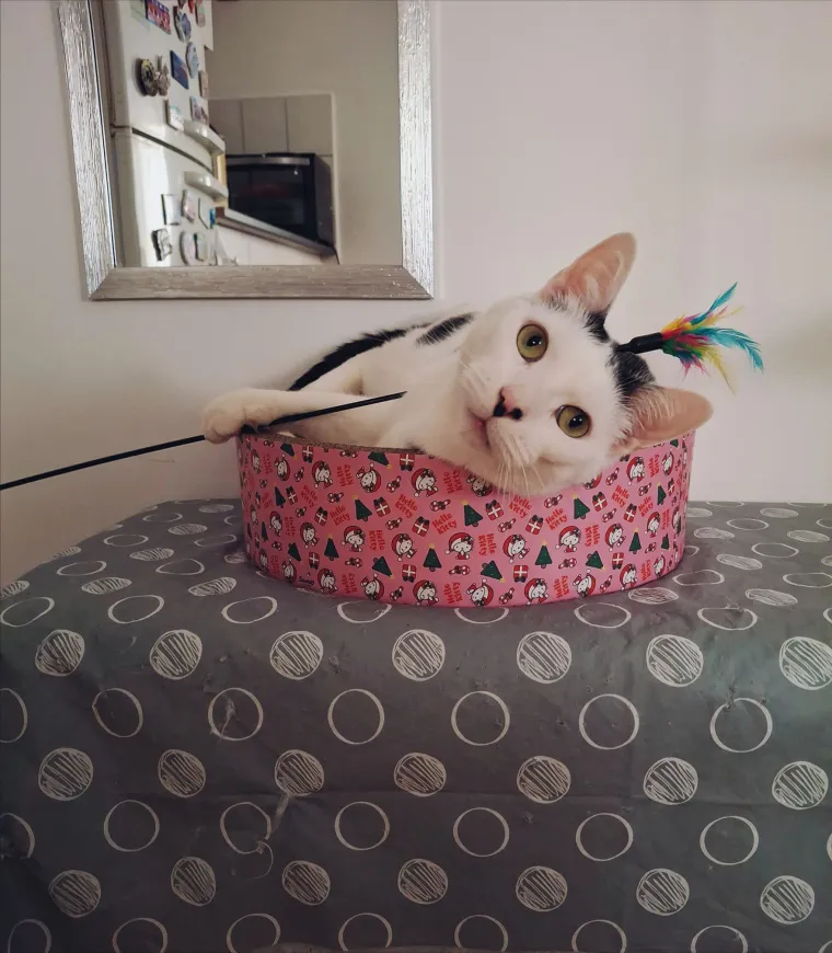 Poslali ste nam fotografije va&scaron;ih mačaka i opisali po čemu su posebne. Donosimo 30 slatkih vragolana