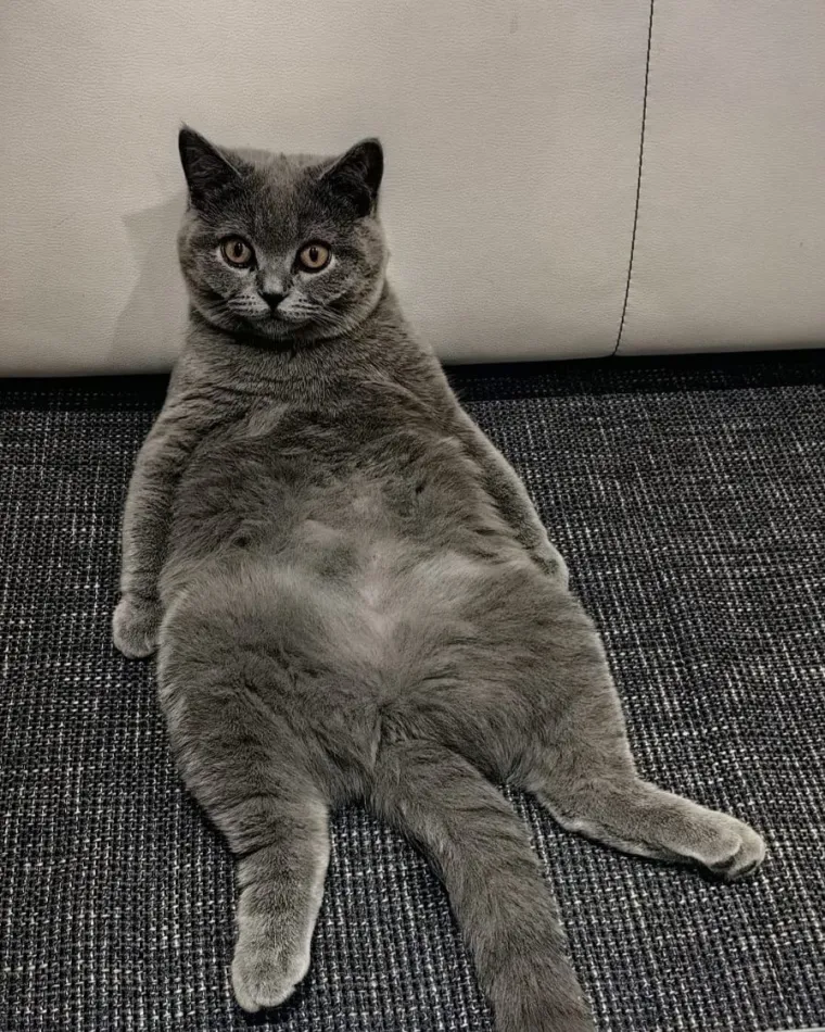 Poslali ste nam fotografije va&scaron;ih mačaka i opisali po čemu su posebne. Donosimo 30 slatkih vragolana