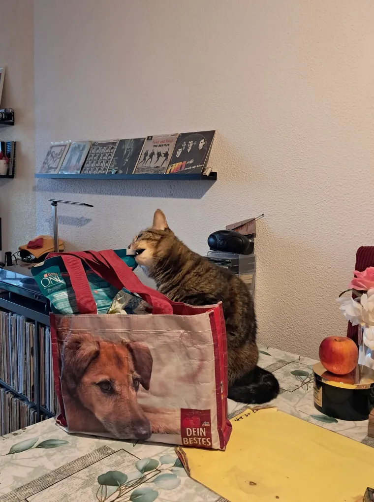 Poslali ste nam fotografije va&scaron;ih mačaka i opisali po čemu su posebne. Donosimo 30 slatkih vragolana