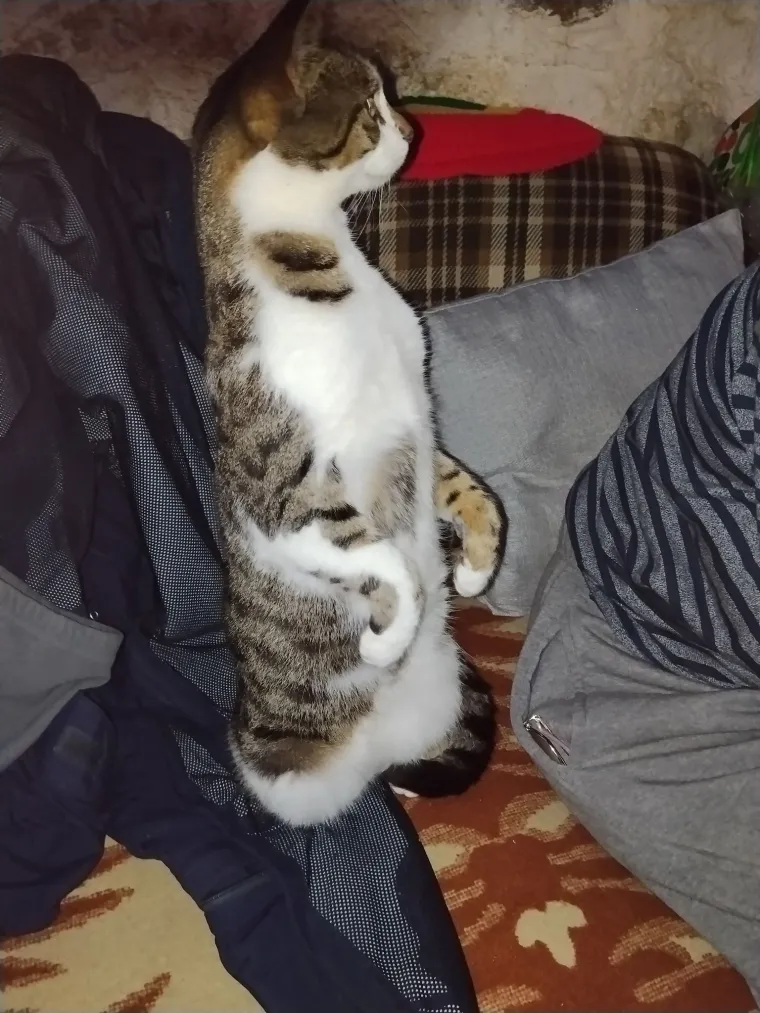 Poslali ste nam fotografije va&scaron;ih mačaka i opisali po čemu su posebne. Donosimo 30 slatkih vragolana