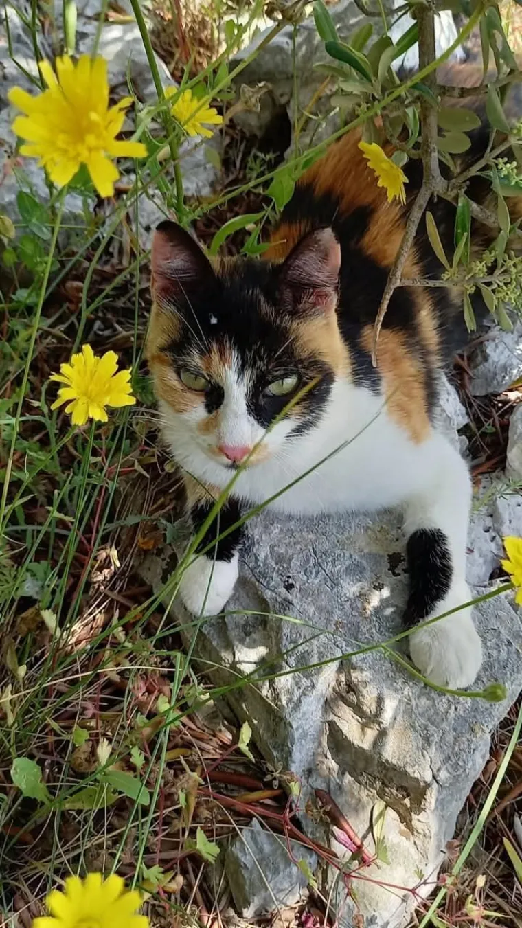 Poslali ste nam fotografije va&scaron;ih mačaka i opisali po čemu su posebne. Donosimo 30 slatkih vragolana