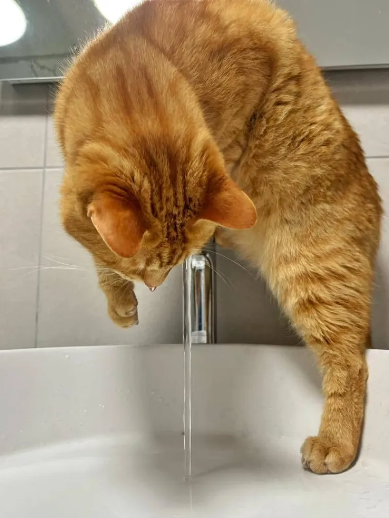 Poslali ste nam fotografije va&scaron;ih mačaka i opisali po čemu su posebne. Donosimo 30 slatkih vragolana