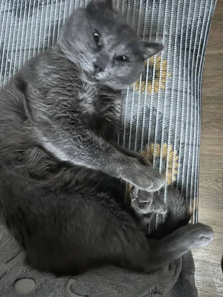 Poslali ste nam fotografije va&scaron;ih mačaka i opisali po čemu su posebne. Donosimo 30 slatkih vragolana