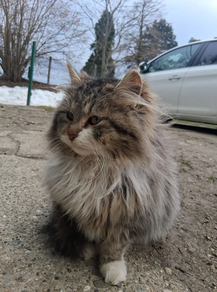 Poslali ste nam fotografije va&scaron;ih mačaka i opisali po čemu su posebne. Donosimo 30 slatkih vragolana