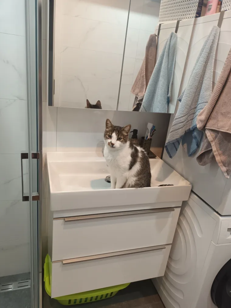 Poslali ste nam fotografije va&scaron;ih mačaka i opisali po čemu su posebne. Donosimo 30 slatkih vragolana