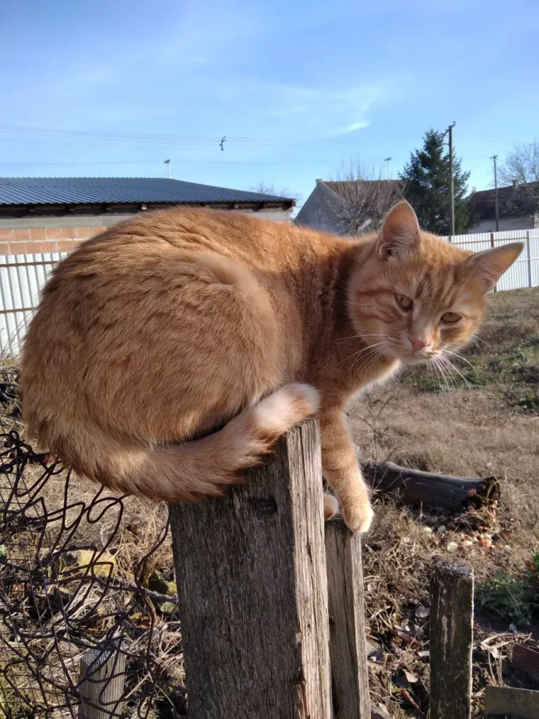 Poslali ste nam fotografije va&scaron;ih mačaka i opisali po čemu su posebne. Donosimo 30 slatkih vragolana