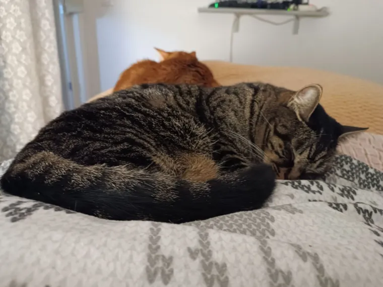 Poslali ste nam fotografije va&scaron;ih mačaka i opisali po čemu su posebne. Donosimo 30 slatkih vragolana