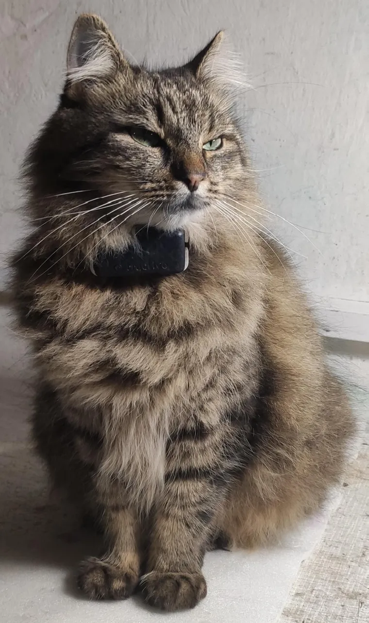 Poslali ste nam fotografije va&scaron;ih mačaka i opisali po čemu su posebne. Donosimo 30 slatkih vragolana