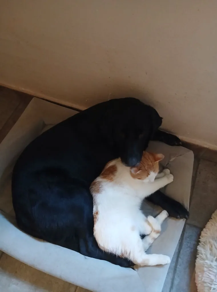 Poslali ste nam fotografije va&scaron;ih mačaka i opisali po čemu su posebne. Donosimo 30 slatkih vragolana