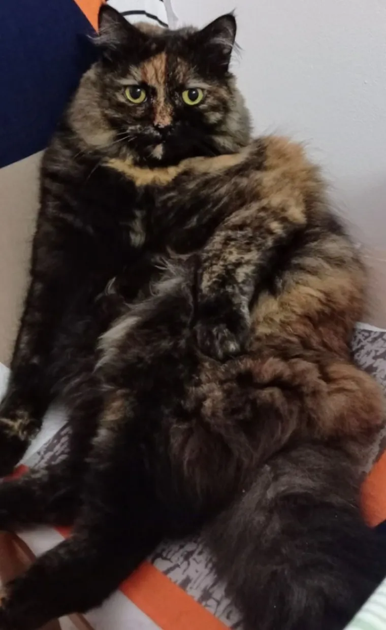 Poslali ste nam fotografije va&scaron;ih mačaka i opisali po čemu su posebne. Donosimo 30 slatkih vragolana