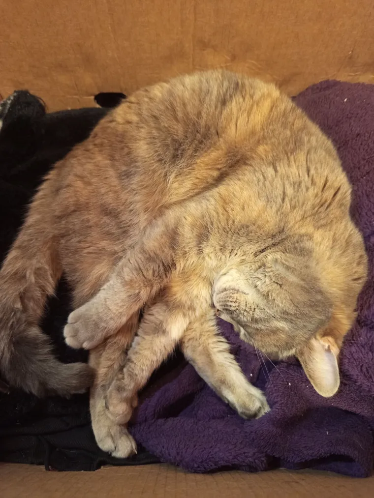 Poslali ste nam fotografije va&scaron;ih mačaka i opisali po čemu su posebne. Donosimo 30 slatkih vragolana