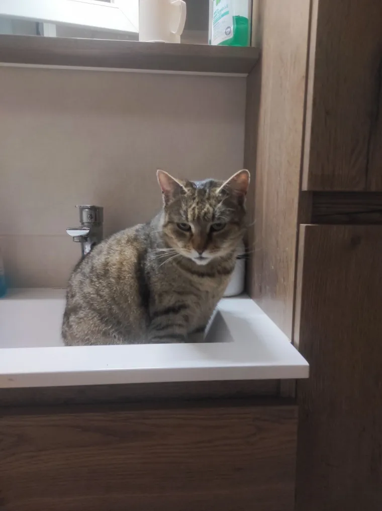 Poslali ste nam fotografije va&scaron;ih mačaka i opisali po čemu su posebne. Donosimo 30 slatkih vragolana