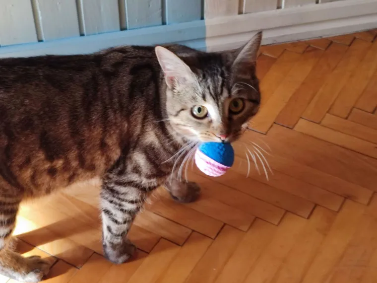 Poslali ste nam fotografije va&scaron;ih mačaka i opisali po čemu su posebne. Donosimo 30 slatkih vragolana