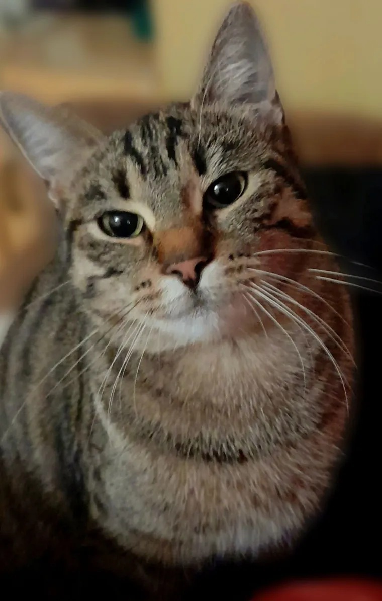 Poslali ste nam fotografije va&scaron;ih mačaka i opisali po čemu su posebne. Donosimo 30 slatkih vragolana