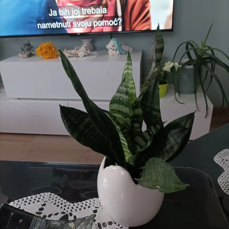 Otporna biljka neizostavna je u mnogim domovima: Izdvojili smo fotografije va&scaron;ih svekrvinih jezika