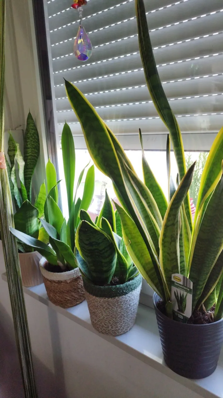 Otporna biljka neizostavna je u mnogim domovima: Izdvojili smo fotografije va&scaron;ih svekrvinih jezika