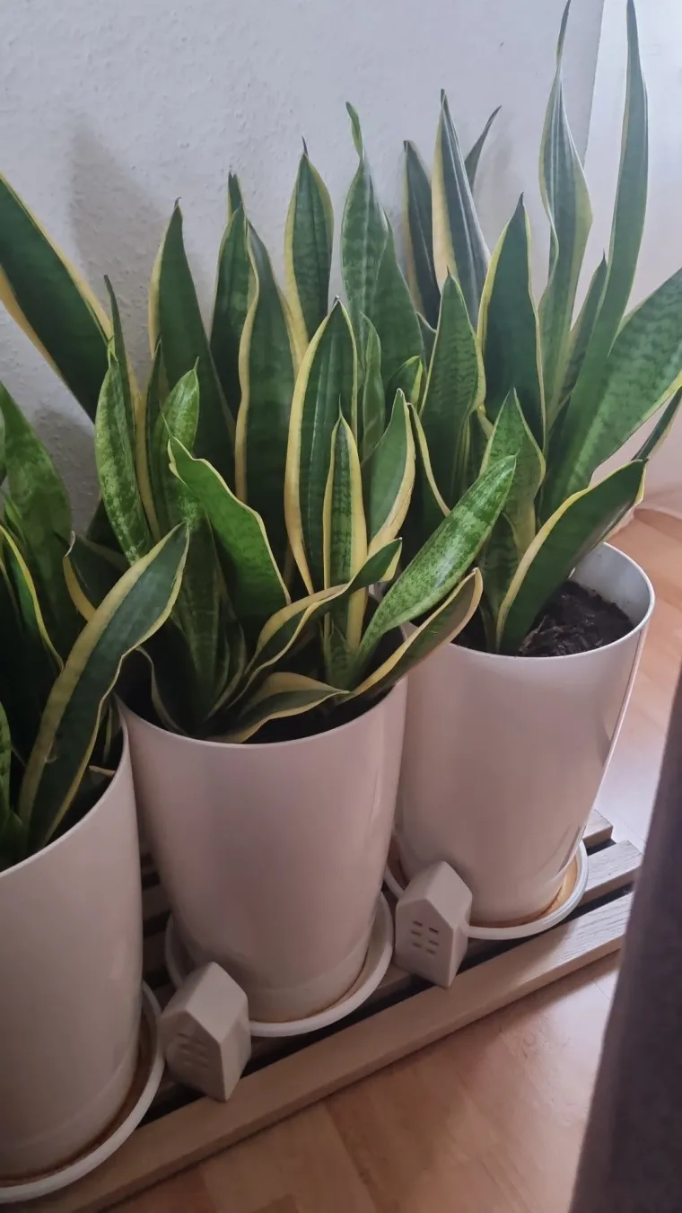 Otporna biljka neizostavna je u mnogim domovima: Izdvojili smo fotografije va&scaron;ih svekrvinih jezika