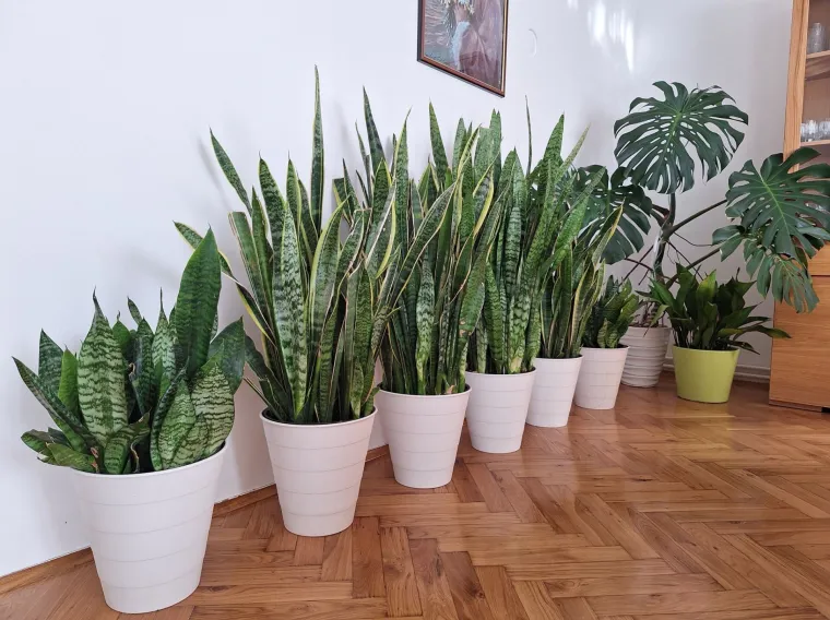 Otporna biljka neizostavna je u mnogim domovima: Izdvojili smo fotografije va&scaron;ih svekrvinih jezika