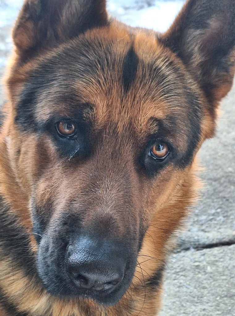 Oprez, o&scaron;tar pas! Ma ne, to su samo fotografije va&scaron;ih divnih njemačkih ovčara