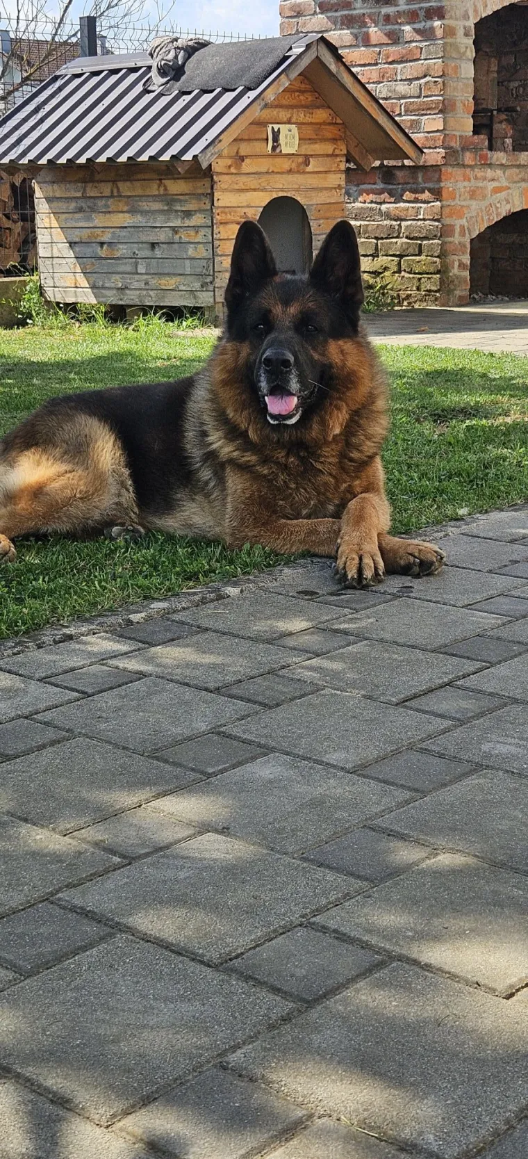 Oprez, o&scaron;tar pas! Ma ne, to su samo fotografije va&scaron;ih divnih njemačkih ovčara