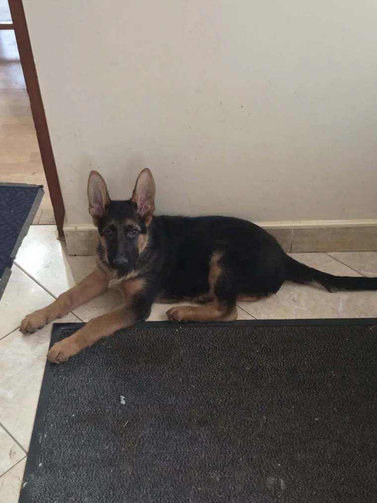 Oprez, o&scaron;tar pas! Ma ne, to su samo fotografije va&scaron;ih divnih njemačkih ovčara