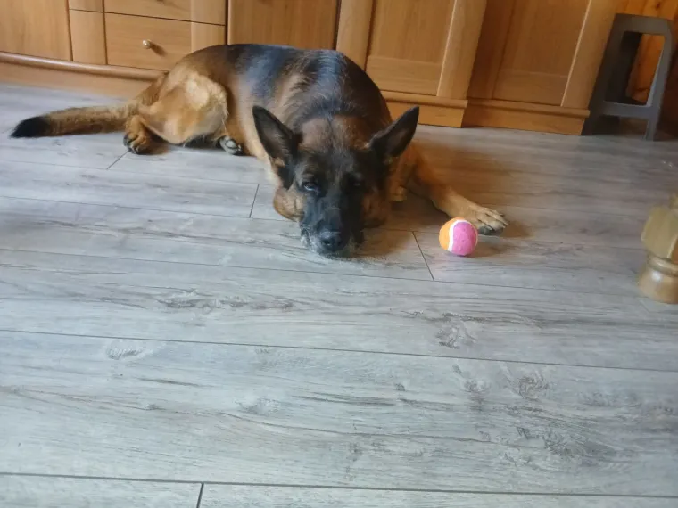 Oprez, o&scaron;tar pas! Ma ne, to su samo fotografije va&scaron;ih divnih njemačkih ovčara