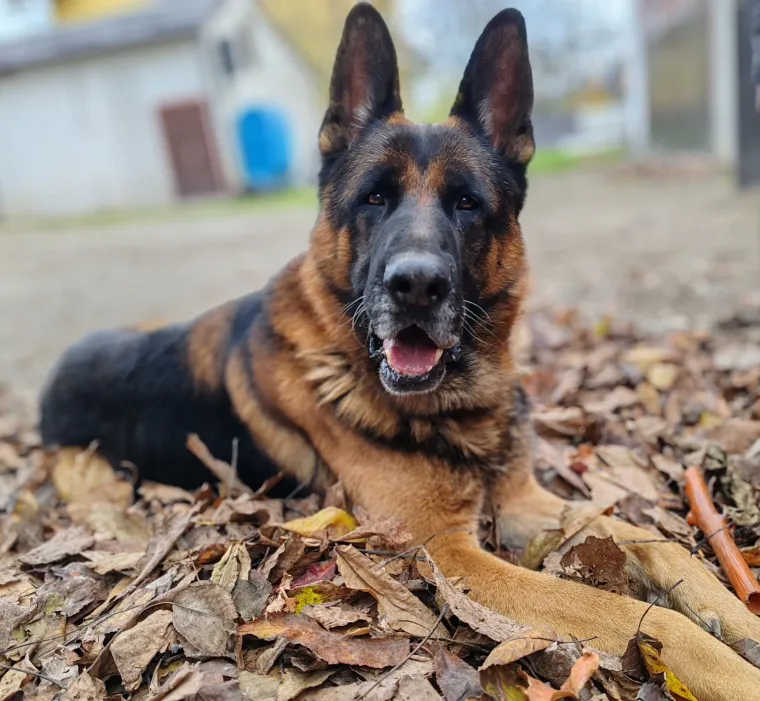 Oprez, o&scaron;tar pas! Ma ne, to su samo fotografije va&scaron;ih divnih njemačkih ovčara