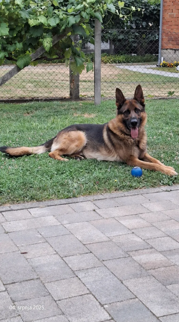 Oprez, o&scaron;tar pas! Ma ne, to su samo fotografije va&scaron;ih divnih njemačkih ovčara