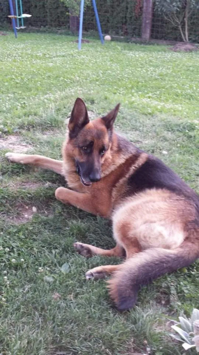 Oprez, o&scaron;tar pas! Ma ne, to su samo fotografije va&scaron;ih divnih njemačkih ovčara