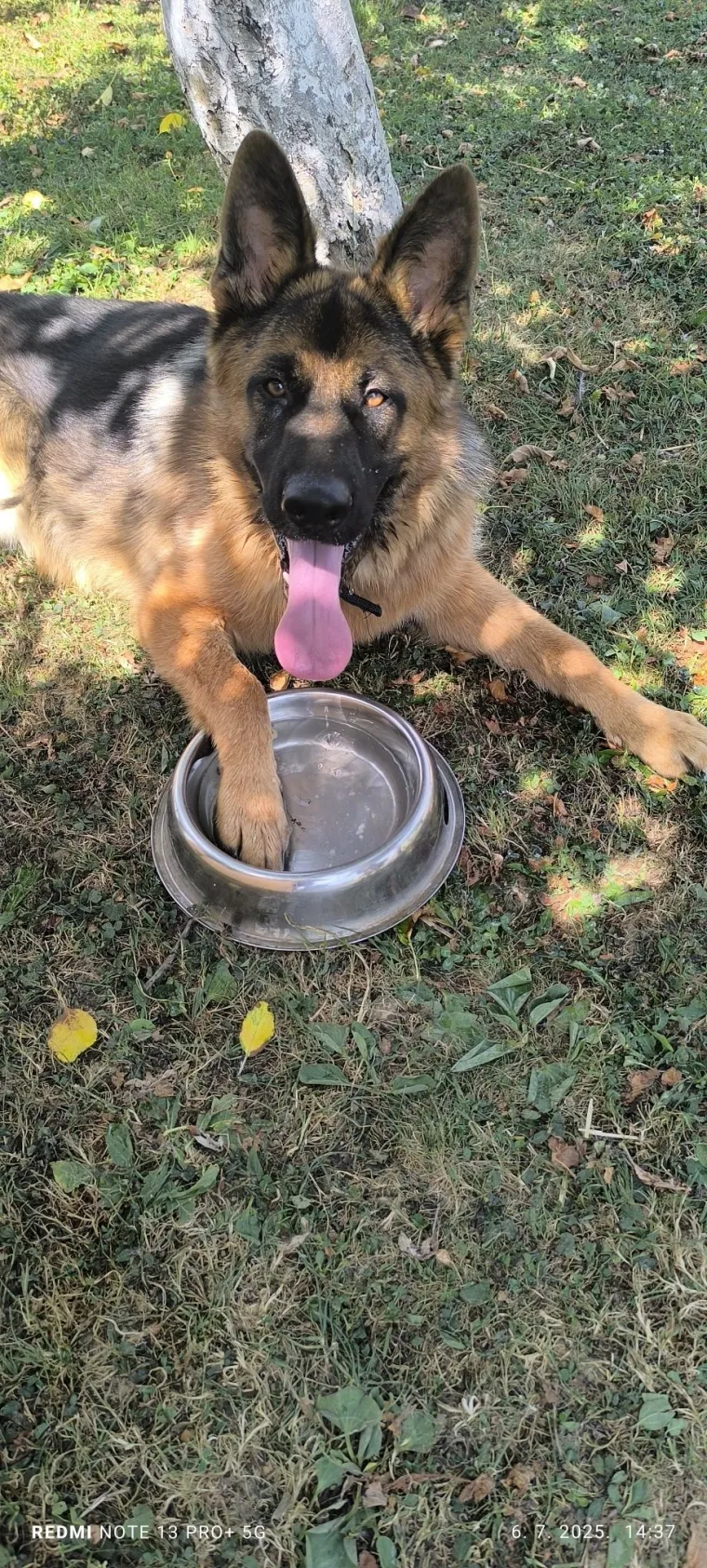 Oprez, o&scaron;tar pas! Ma ne, to su samo fotografije va&scaron;ih divnih njemačkih ovčara