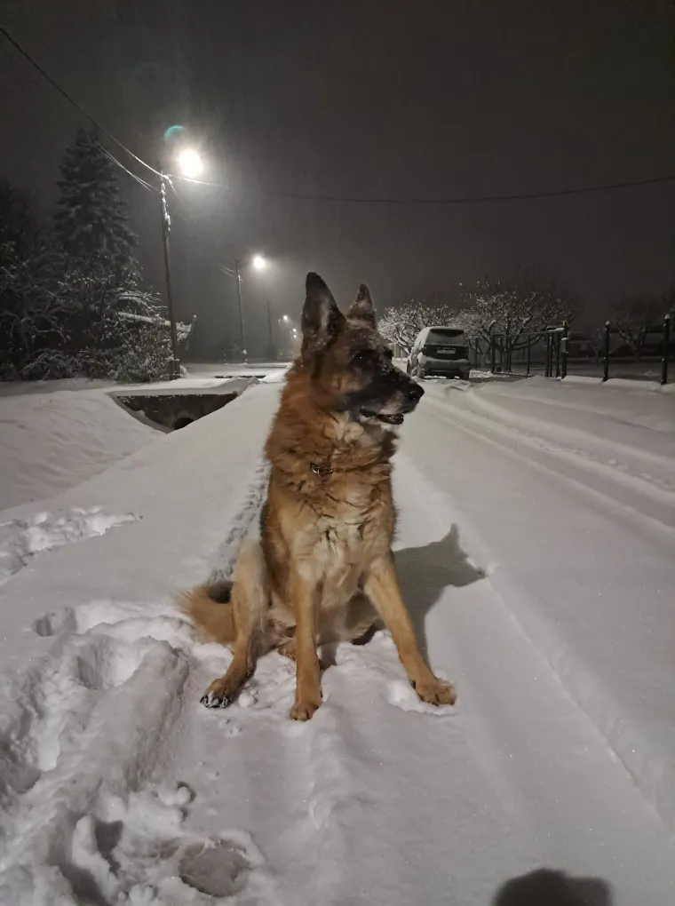 Oprez, o&scaron;tar pas! Ma ne, to su samo fotografije va&scaron;ih divnih njemačkih ovčara