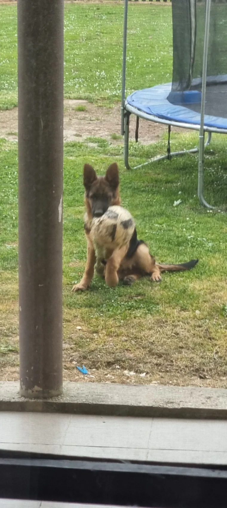 Oprez, o&scaron;tar pas! Ma ne, to su samo fotografije va&scaron;ih divnih njemačkih ovčara