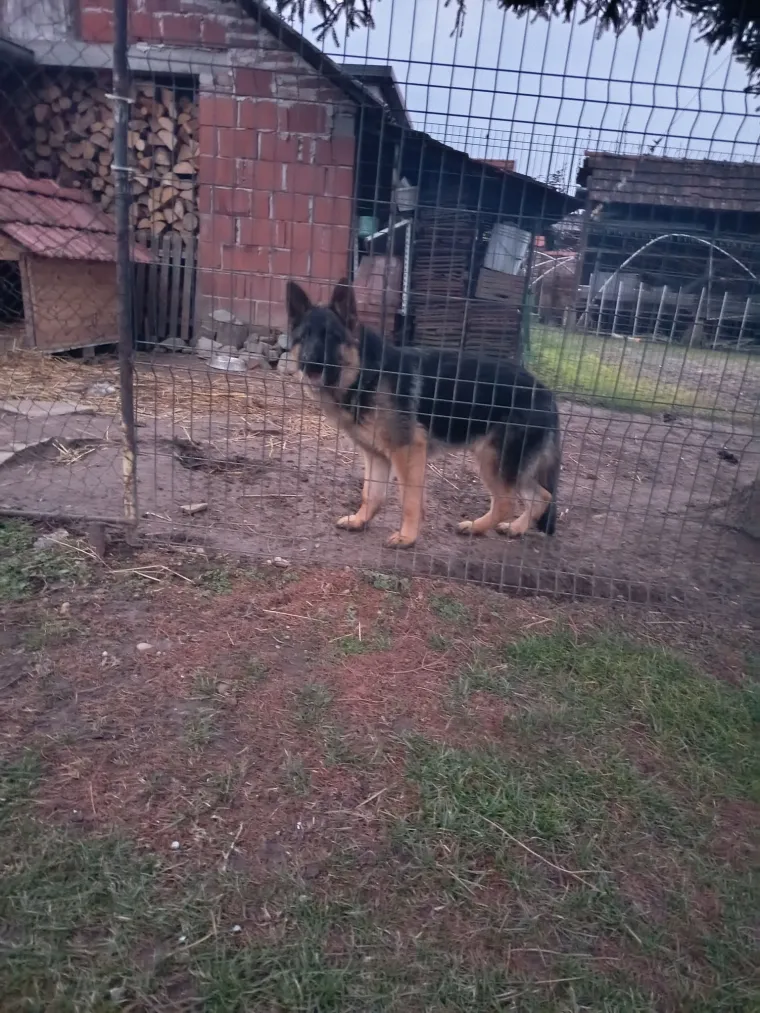 Oprez, o&scaron;tar pas! Ma ne, to su samo fotografije va&scaron;ih divnih njemačkih ovčara