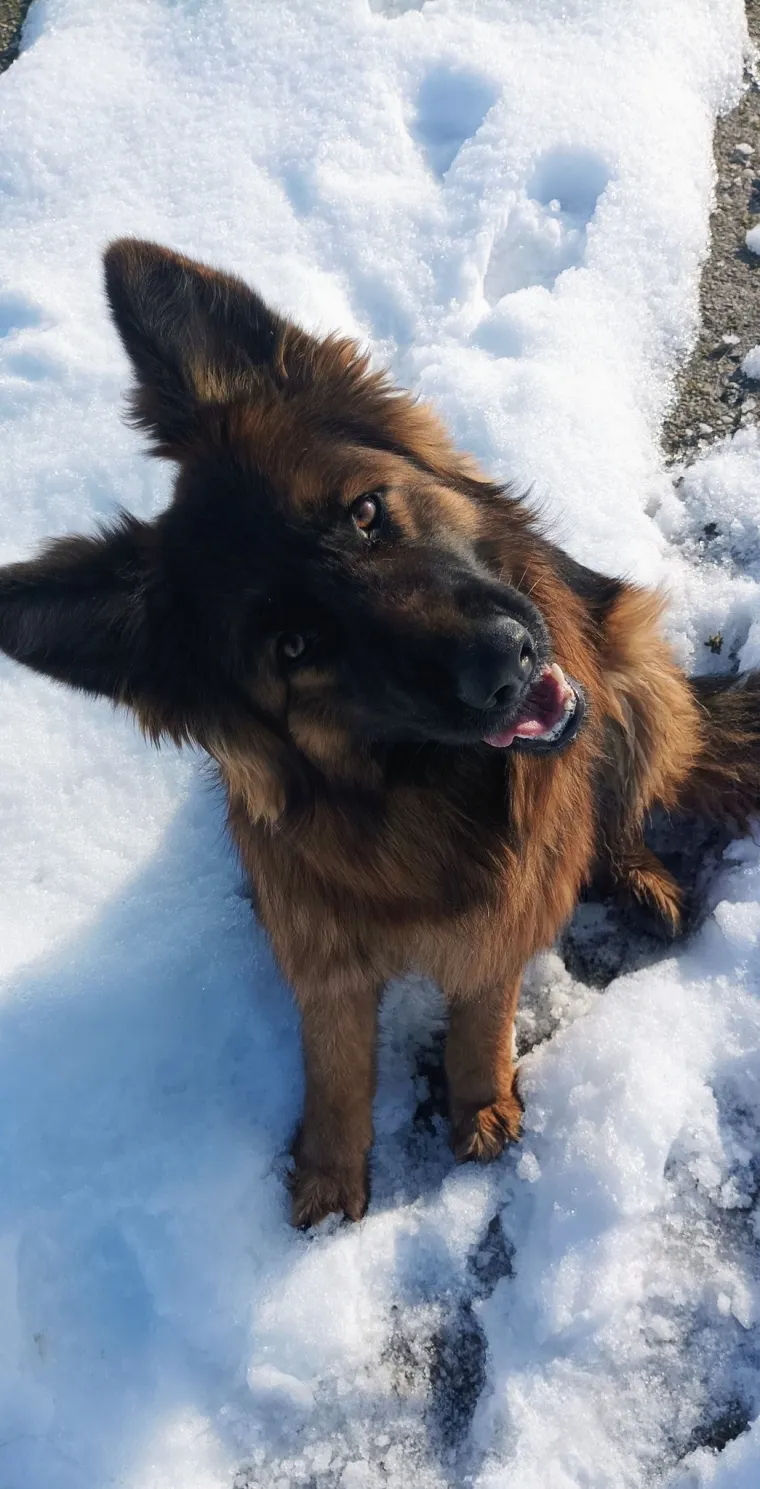 Oprez, o&scaron;tar pas! Ma ne, to su samo fotografije va&scaron;ih divnih njemačkih ovčara