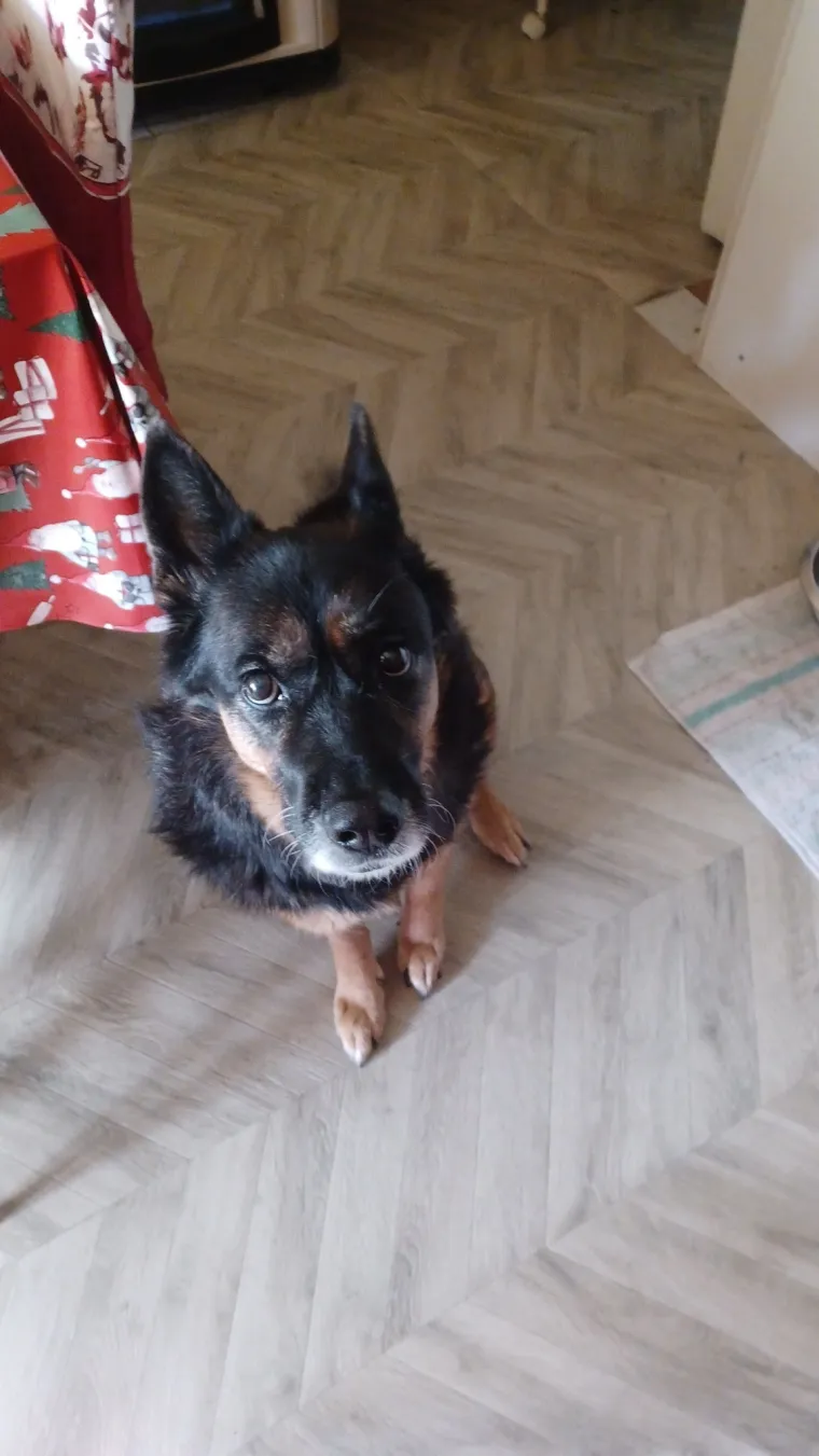 Oprez, o&scaron;tar pas! Ma ne, to su samo fotografije va&scaron;ih divnih njemačkih ovčara