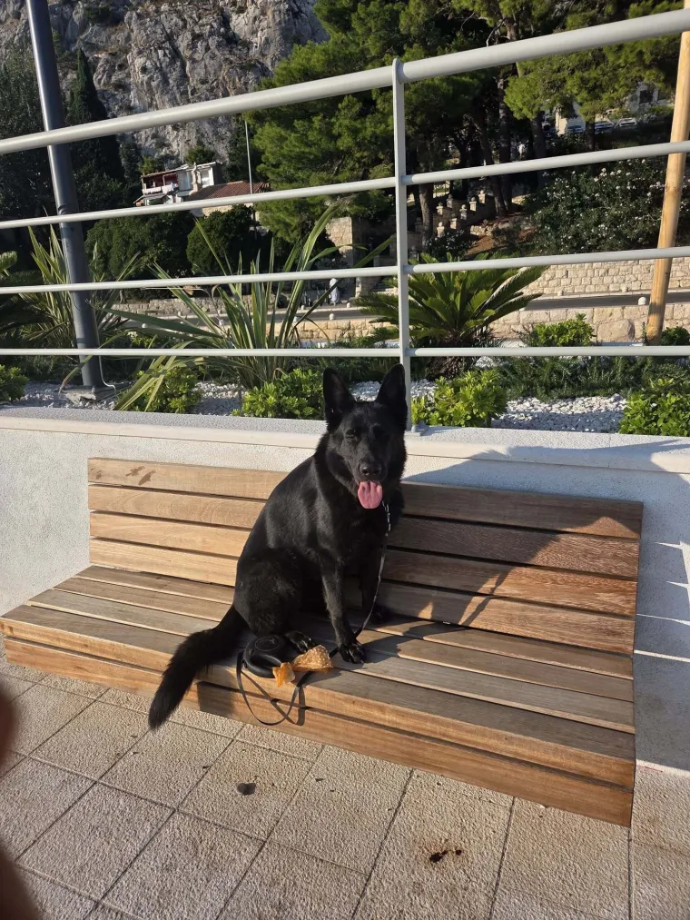 Oprez, o&scaron;tar pas! Ma ne, to su samo fotografije va&scaron;ih divnih njemačkih ovčara