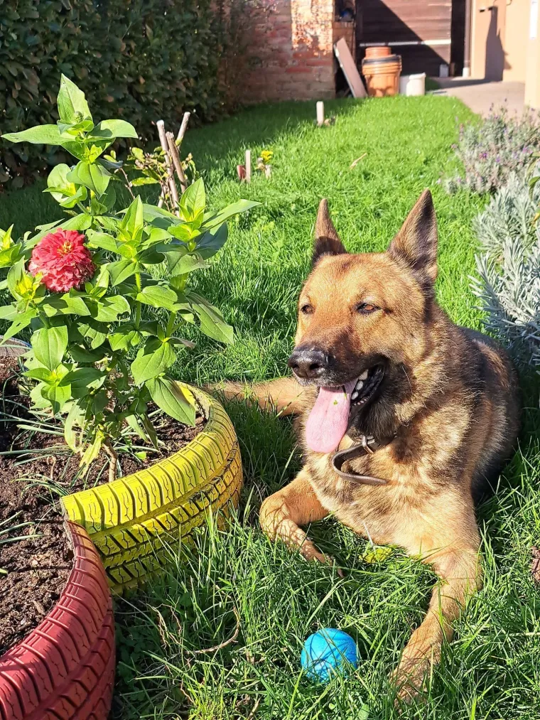 Oprez, o&scaron;tar pas! Ma ne, to su samo fotografije va&scaron;ih divnih njemačkih ovčara