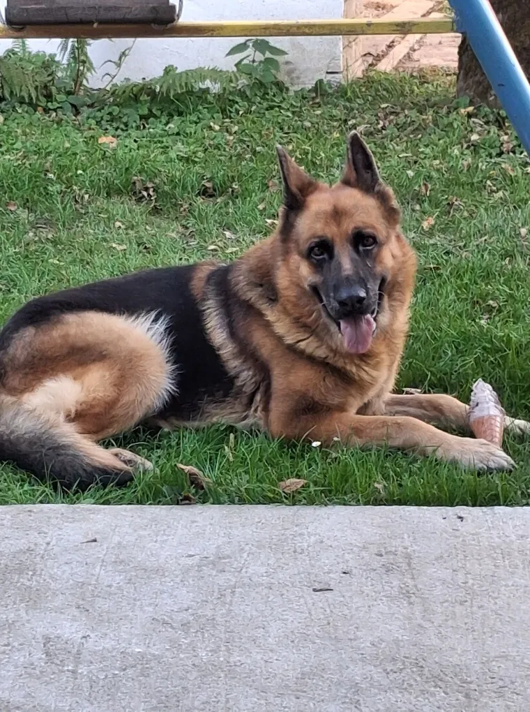 Oprez, o&scaron;tar pas! Ma ne, to su samo fotografije va&scaron;ih divnih njemačkih ovčara