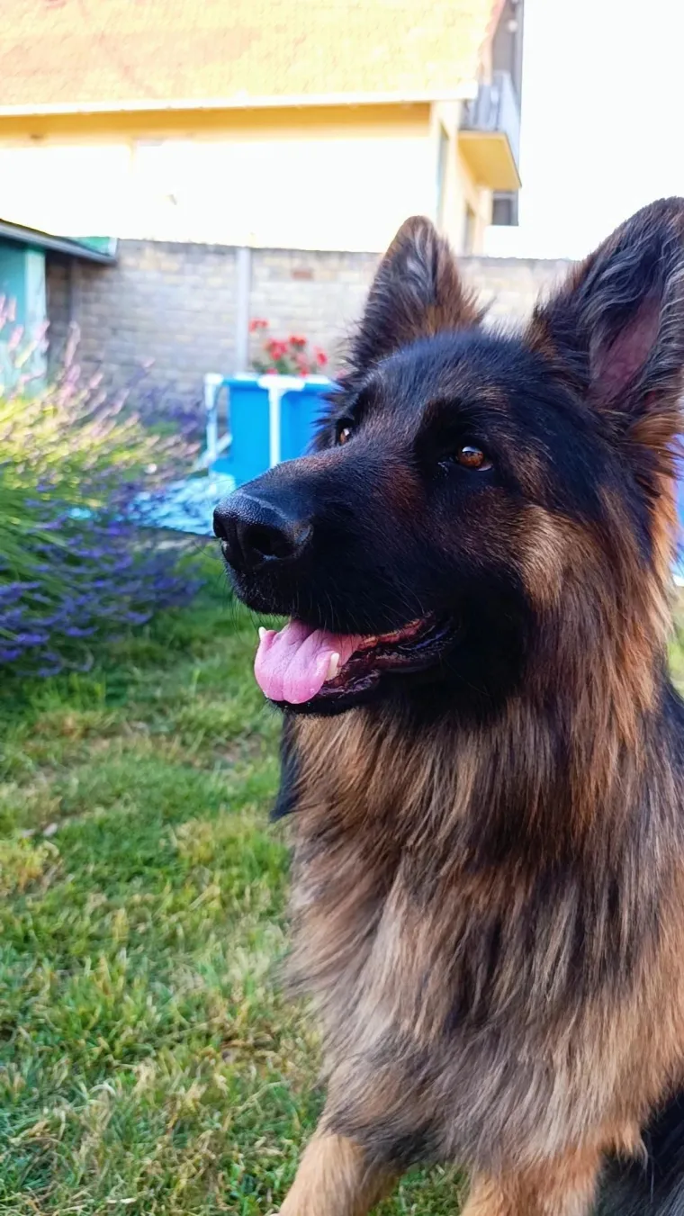 Oprez, o&scaron;tar pas! Ma ne, to su samo fotografije va&scaron;ih divnih njemačkih ovčara