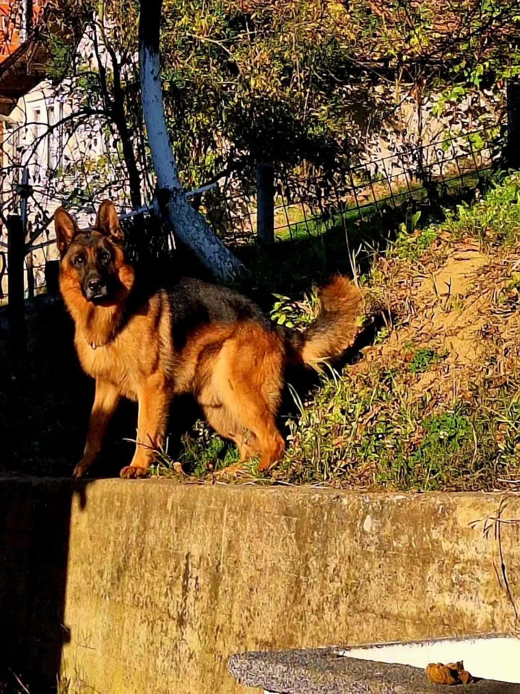 Oprez, o&scaron;tar pas! Ma ne, to su samo fotografije va&scaron;ih divnih njemačkih ovčara