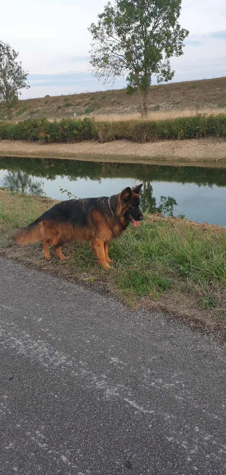 Oprez, o&scaron;tar pas! Ma ne, to su samo fotografije va&scaron;ih divnih njemačkih ovčara