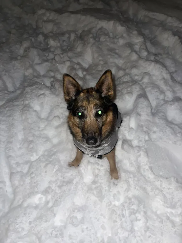 Oprez, o&scaron;tar pas! Ma ne, to su samo fotografije va&scaron;ih divnih njemačkih ovčara