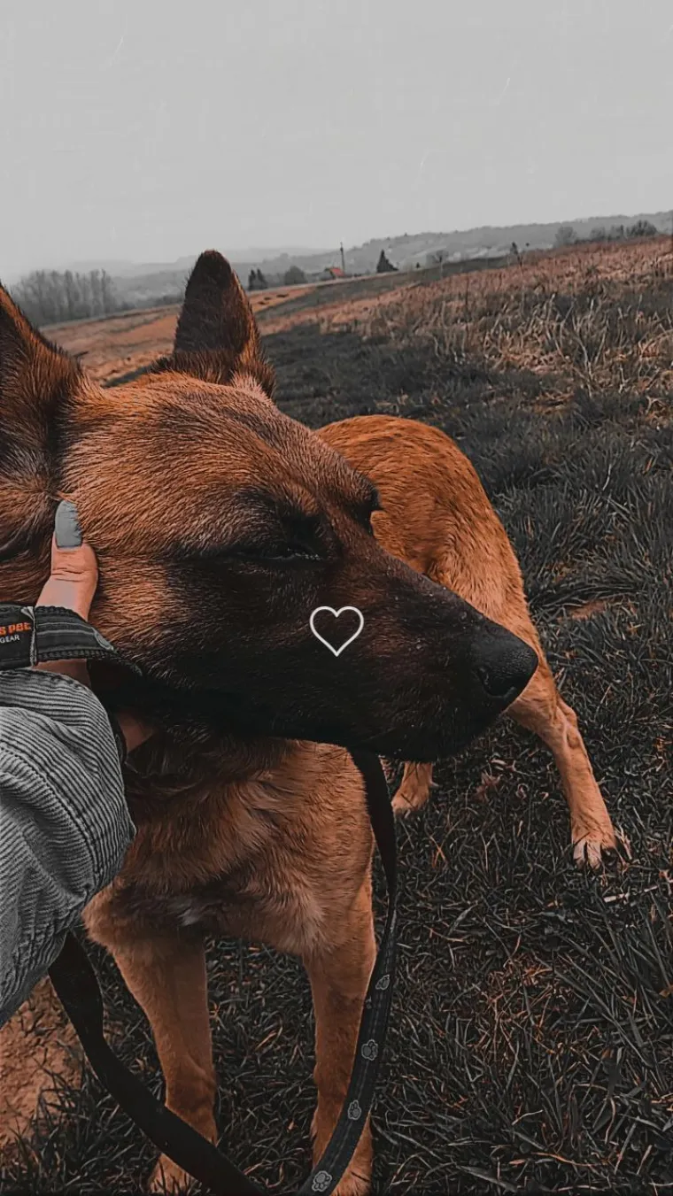 Oprez, o&scaron;tar pas! Ma ne, to su samo fotografije va&scaron;ih divnih njemačkih ovčara