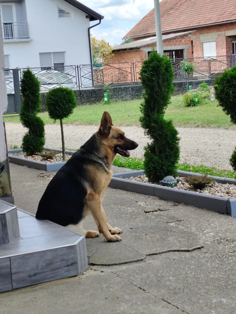 Oprez, o&scaron;tar pas! Ma ne, to su samo fotografije va&scaron;ih divnih njemačkih ovčara