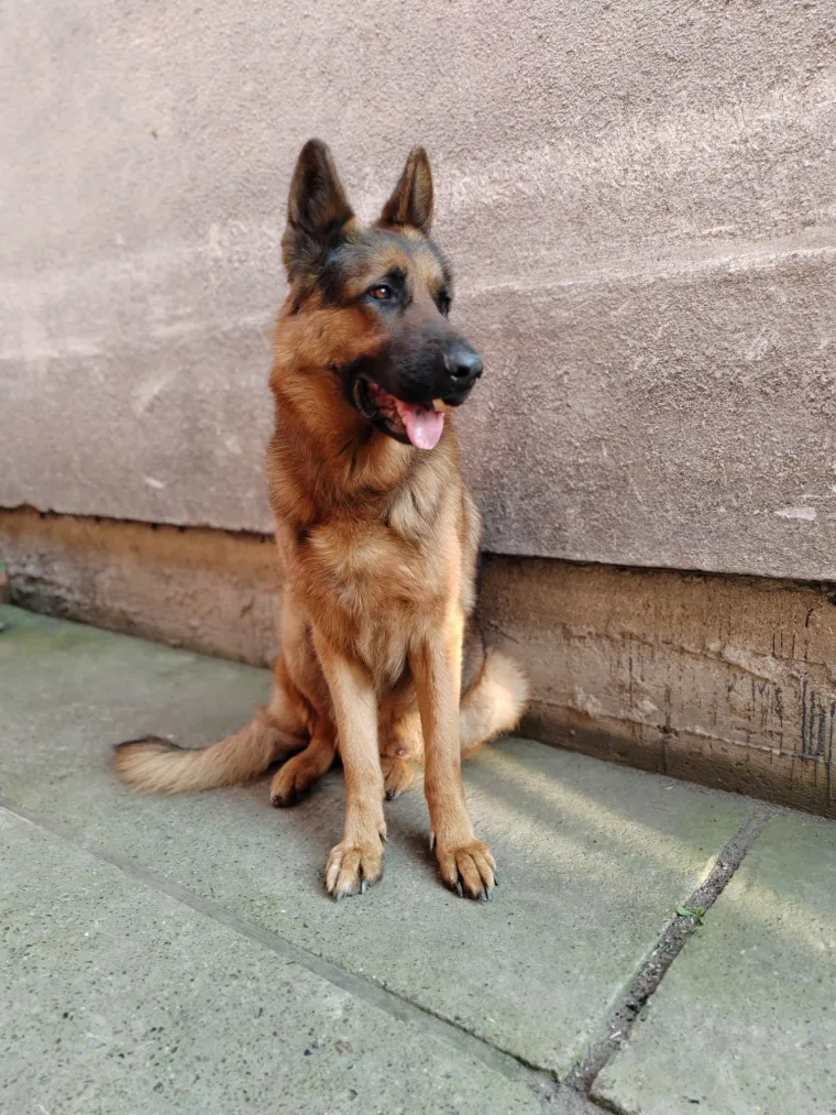 Oprez, o&scaron;tar pas! Ma ne, to su samo fotografije va&scaron;ih divnih njemačkih ovčara