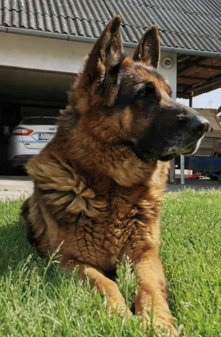 Oprez, o&scaron;tar pas! Ma ne, to su samo fotografije va&scaron;ih divnih njemačkih ovčara