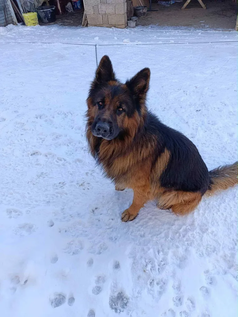 Oprez, o&scaron;tar pas! Ma ne, to su samo fotografije va&scaron;ih divnih njemačkih ovčara